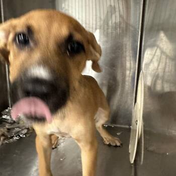 Vesper -  Mixed Breed Dog for Adoption in Greensboro, North Carolina - Vesper | PetCurious