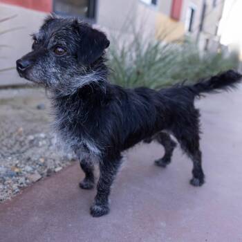 Mixed Breed Dogs Available for Adoption in Palm Springs, California - Little Jack | PetCurious