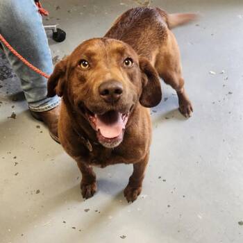 Chocolate Labrador Retriever Dogs Available for Adoption in Berea, Kentucky - Dasher | PetCurious