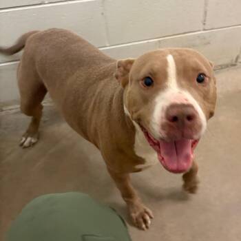Peanut - 021209U -  Terrier and Mixed Breed Dog for Adoption in Tupelo, Mississippi - Peanut - 021209U | PetCurious