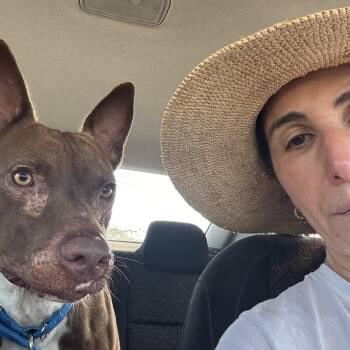 Rescue Mixed Breed Dogs for Adoption in Glen Rock, New Jersey - Baxter | PetCurious