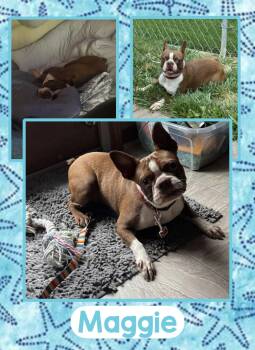 Maggie -  Boston Terrier Dog for Adoption in Fort Wayne, Indiana - Maggie | PetCurious