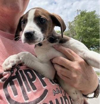 Pointer and Beagle Dogs Available for Adoption in Thompson Falls, Montana - Rosey | PetCurious