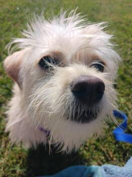 Elsa -  Terrier and Mixed Breed Dog for Adoption in Fremont, Ohio - Elsa | PetCurious