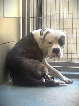 Rescue Pit Bull Terrier Dogs for Adoption in Riverside, California - JOHNNY | PetCurious