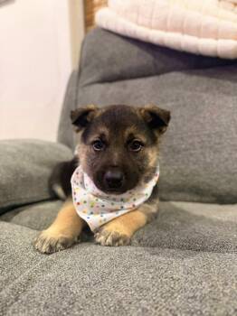 Champagne -  Husky and German Shepherd Dog Dog for Adoption in West Richland, Washington - Champagne | PetCurious