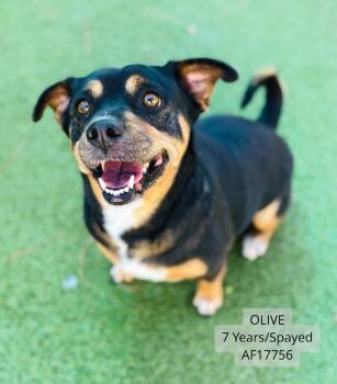 Olive -  Mixed Breed Dog for Adoption - Olive | PetCurious