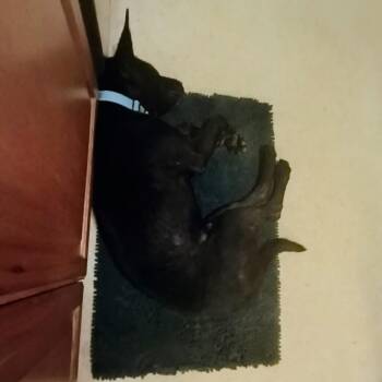 Ronaldo -  Mixed Breed Dog for Adoption in Buffalo, Minnesota - Ronaldo | PetCurious