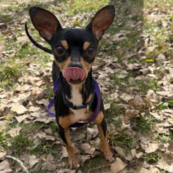 Clover -  Chihuahua Dog for Adoption in Manhattan, Kansas - Clover | PetCurious