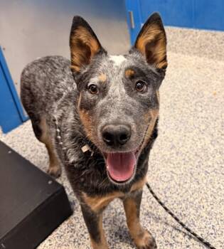 Australian Cattle Dog Blue Heeler Dogs Available for Adoption - Bluey | PetCurious