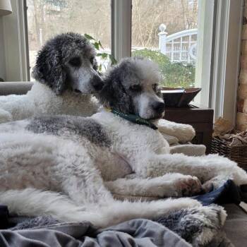 Lucy & Jackson (bonded pair) -  Poodle Dog for Adoption in Patchogue, New York - Lucy & Jackson (bonded Pair) | PetCurious