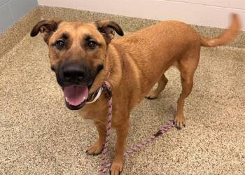FRANKY -  German Shepherd Dog and Mixed Breed Dog for Adoption in Colorado Springs, Colorado - FRANKY | PetCurious