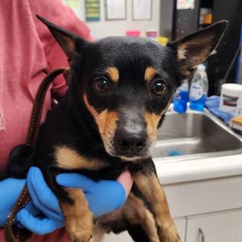 Chihuahua Dogs Available for Adoption - Papi | PetCurious