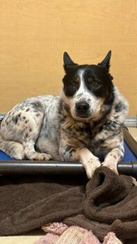 Australian Cattle Dog Blue Heeler Dogs Available for Adoption - MAX | PetCurious