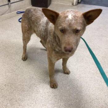 Australian Cattle Dog Blue Heeler Dogs Available for Adoption - CINNAMON | PetCurious