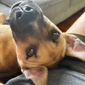 Canela -  Mixed Breed and Shepherd Dog for Adoption in Chicago, Illinois - Canela | PetCurious