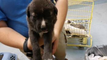 DAY -  Labrador Retriever and Pit Bull Terrier Dog for Adoption in Tulsa, Oklahoma - DAY | PetCurious