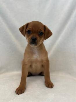 Pug and Shih Tzu Dogs Available for Adoption in Forney, Texas - PIPPIN | PetCurious