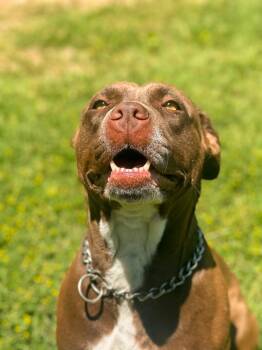 Pit Bull Terrier Dogs Available for Adoption in Springfield, Tennessee - Baby/Baby Girl | PetCurious