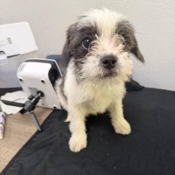 Oreo -  French Bulldog and Mixed Breed Dog for Adoption in San Diego, California - Oreo | PetCurious