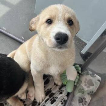 Shane -  Mixed Breed Dog for Adoption in Bentonville, Arkansas - Shane | PetCurious