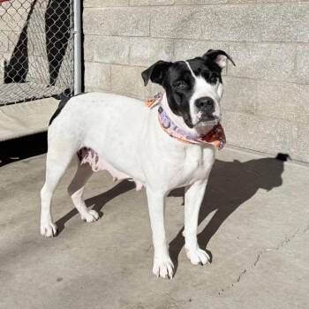 Pit Bull Terrier and Mixed Breed Dogs Available for Adoption - Umi | PetCurious