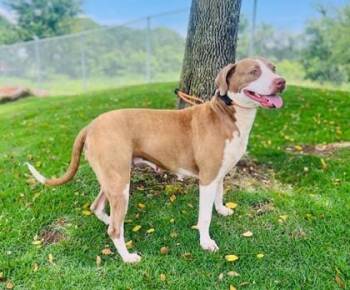 Terrier and Hound Dogs Available for Adoption in Honolulu, Hawaii - Pinkie | PetCurious