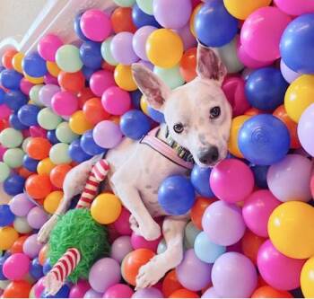 Atlas -  Chihuahua and Italian Greyhound Dog for Adoption in Pontiac, Michigan - Atlas | PetCurious