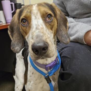 DUKE ("Duck") -  English Coonhound and Foxhound Dog for Adoption in Columbus, Ohio - DUKE ("Duck") | PetCurious