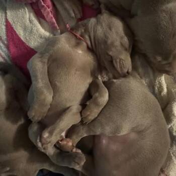 Weimaraner Dogs Available for Adoption - Tilly | PetCurious