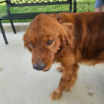 Buddy 8-25-2026 -  Golden Retriever Dog for Adoption in Louisville, Kentucky - Buddy 8-25-2026 | PetCurious