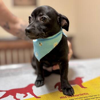 Gizmo -  Chihuahua and Border Terrier Dog for Adoption in Corpus Christi, Texas - Gizmo | PetCurious