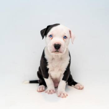 Retriever and Mixed Breed Dogs Available for Adoption in New York, New York - Dennis | PetCurious