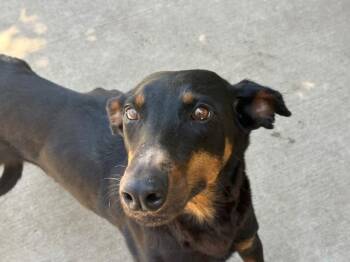 PROMISE -  Doberman Pinscher and Greyhound Dog for Adoption in Tulsa, Oklahoma - PROMISE | PetCurious