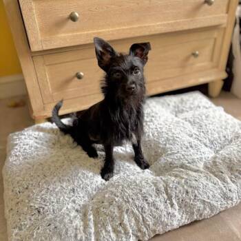 Sketch -  Wirehaired Terrier Dog for Adoption in Philadelphia, Pennsylvania - Sketch | PetCurious