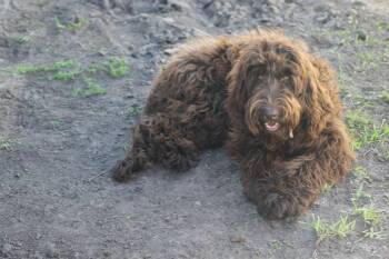 Labradoodle Dogs Available for Adoption in Alafaya, Florida - Sundae | PetCurious