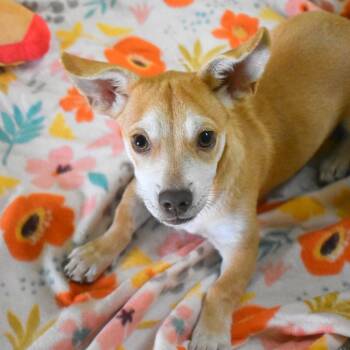 Rita -  Chihuahua Dog for Adoption in St. Petersburg, Florida - Rita | PetCurious