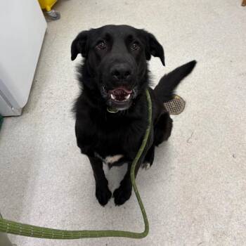 Apollo -  Mixed Breed Dog for Adoption in Spokane, Washington - Apollo | PetCurious