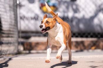 Basenji Dogs Available for Adoption - Boscoe | PetCurious