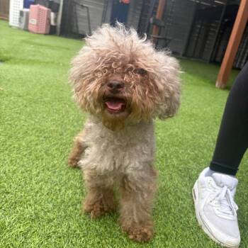 Reese -  Poodle Dog for Adoption in Tampa, Florida - Reese | PetCurious
