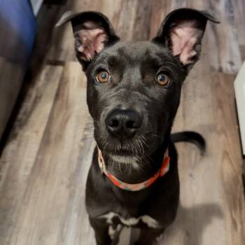Black Labrador Retriever and Mixed Breed Dogs Available for Adoption in Lynchburg, Virginia - Violet | PetCurious