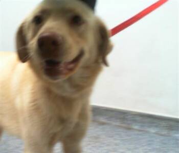 Labrador Retriever and Mixed Breed Dogs Available for Adoption - KRYPTO THE SUPERDOG | PetCurious