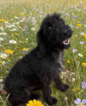 FLOWER -  Schnauzer and Scottish Terrier Dog for Adoption in Chandler, Arizona - FLOWER | PetCurious