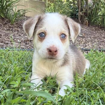 Holly -  Mixed Breed Dog for Adoption in Fairfax Station, Virginia - Holly | PetCurious