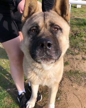 Akita Dogs Available for Adoption - Sully | PetCurious