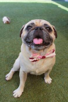 Pork Bun -  Pug Dog for Adoption in Gardena, California - Pork Bun | PetCurious