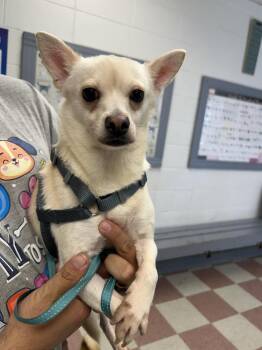Lilo -  Chihuahua Dog for Adoption in Ontario, California - Lilo | PetCurious