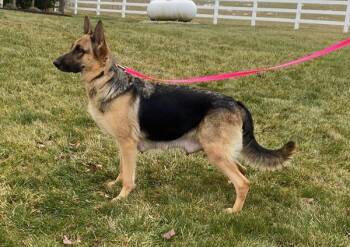 Lacie -  German Shepherd Dog Dog for Adoption in Martinsville, Indiana - Lacie | PetCurious