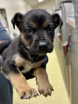 Rescue Mixed Breed Dogs for Adoption in Wichita, Kansas - Thing Two | PetCurious