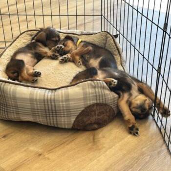 Hagrid -  Beagle and Schnauzer Dog for Adoption in Christiansburg, Virginia - Hagrid | PetCurious